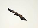 Click image for larger version. 

Name:	white-tailed_eagle_P3082499.jpg 
Views:	217 
Size:	22.2 KB 
ID:	16849
