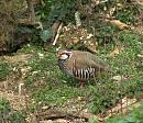Click image for larger version. 

Name:	Red-legged Partridge (2).JPG 
Views:	219 
Size:	516.0 KB 
ID:	16867
