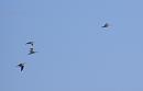 Click image for larger version. 

Name:	Curlews flying down Southampton Water.jpg 
Views:	450 
Size:	103.3 KB 
ID:	16874