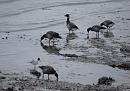 Click image for larger version. 

Name:	Brent Geese at Hythe.JPG 
Views:	433 
Size:	466.2 KB 
ID:	16875