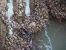 Click image for larger version. 

Name:	Cockles, Mussels and Oysters cling on.JPG 
Views:	447 
Size:	166.4 KB 
ID:	16877