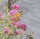 Click image for larger version. 

Name:	Painted Lady on Valerian.jpg 
Views:	429 
Size:	68.4 KB 
ID:	16878