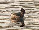 Click image for larger version. 

Name:	black_necked_grebe_P3172904.jpg 
Views:	195 
Size:	77.8 KB 
ID:	16881