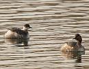 Click image for larger version. 

Name:	black_necked_grebe_P3172908.jpg 
Views:	201 
Size:	99.1 KB 
ID:	16882