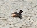 Click image for larger version. 

Name:	black_necked_grebe_P3172942.jpg 
Views:	199 
Size:	84.0 KB 
ID:	16884