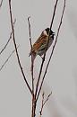Click image for larger version. 

Name:	reed_bunting_P3172775.jpg 
Views:	171 
Size:	29.0 KB 
ID:	16887