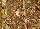 Click image for larger version. 

Name:	reed_bunting_P3172698.jpg 
Views:	188 
Size:	78.4 KB 
ID:	16888