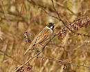 Click image for larger version. 

Name:	reed_bunting_P3172708.jpg 
Views:	185 
Size:	75.1 KB 
ID:	16889