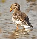 Click image for larger version. 

Name:	greylag_P3172633.jpg 
Views:	236 
Size:	76.0 KB 
ID:	16901