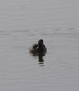 Click image for larger version. 

Name:	It's a Little Grebe.JPG 
Views:	405 
Size:	272.7 KB 
ID:	16928
