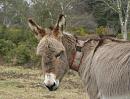 Click image for larger version. 

Name:	Donkey at Hatchet Pond.JPG 
Views:	634 
Size:	458.0 KB 
ID:	16939