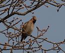 Click image for larger version. 

Name:	waxwing_homecroft_P3243245.jpg 
Views:	205 
Size:	101.1 KB 
ID:	16951