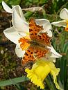 Click image for larger version. 

Name:	Comma Butterfly.jpg 
Views:	179 
Size:	617.4 KB 
ID:	16976