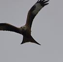 Click image for larger version. 

Name:	7640-Red Kite -Milvus.jpg 
Views:	299 
Size:	408.1 KB 
ID:	16984