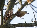 Click image for larger version. 

Name:	Nuthatch_P4103667.jpg 
Views:	178 
Size:	87.6 KB 
ID:	17048