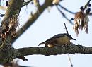 Click image for larger version. 

Name:	Nuthatch_P4103668.jpg 
Views:	189 
Size:	79.6 KB 
ID:	17049
