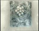 Click image for larger version. 

Name:	At least 10 eggs.jpg 
Views:	319 
Size:	48.4 KB 
ID:	17085