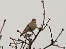 Click image for larger version. 

Name:	willow_warbler_P4174265.jpg 
Views:	194 
Size:	103.4 KB 
ID:	17091