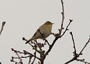 Click image for larger version. 

Name:	willow_warbler_P4174270.jpg 
Views:	197 
Size:	97.7 KB 
ID:	17092