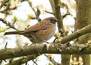 Click image for larger version. 

Name:	Dunnock_P4174279.jpg 
Views:	202 
Size:	241.5 KB 
ID:	17115
