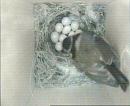 Click image for larger version. 

Name:	1. 7am - Fluffy returns to her eggs.jpg 
Views:	253 
Size:	46.2 KB 
ID:	17128