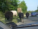 Click image for larger version. 

Name:	1. New Forest traffic jam.JPG 
Views:	442 
Size:	617.1 KB 
ID:	17149