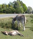 Click image for larger version. 

Name:	6. Donkey nap.JPG 
Views:	649 
Size:	496.2 KB 
ID:	17154