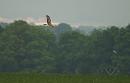 Click image for larger version. 

Name:	Hen_harrier_female_P5025067.jpg 
Views:	223 
Size:	66.7 KB 
ID:	17202