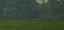 Click image for larger version. 

Name:	Hen_harrier_female_P5025069.jpg 
Views:	218 
Size:	77.8 KB 
ID:	17203