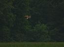 Click image for larger version. 

Name:	Hen_harrier_female_P5025076.jpg 
Views:	209 
Size:	124.3 KB 
ID:	17205