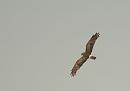 Click image for larger version. 

Name:	Hen_harrier_female_P5025205.jpg 
Views:	212 
Size:	35.8 KB 
ID:	17207