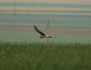 Click image for larger version. 

Name:	Hen_harrier_female_P5025244.jpg 
Views:	224 
Size:	53.9 KB 
ID:	17209