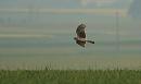 Click image for larger version. 

Name:	Hen_harrier_female_P5025289.jpg 
Views:	199 
Size:	50.5 KB 
ID:	17210