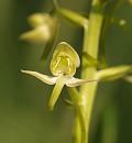 Click image for larger version. 

Name:	Lesser_Butterfly_Orchid_P5045637.jpg 
Views:	558 
Size:	79.9 KB 
ID:	17221