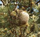 Click image for larger version. 

Name:	pine_processional_caterpillar_nest_P5055732.jpg 
Views:	690 
Size:	337.4 KB 
ID:	17234