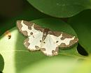 Click image for larger version. 

Name:	Clouded_border_moth_P5066044.jpg 
Views:	347 
Size:	147.9 KB 
ID:	17239