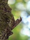 Click image for larger version. 

Name:	treecreeper_P5086316.jpg 
Views:	194 
Size:	75.3 KB 
ID:	17303