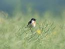 Click image for larger version. 

Name:	stonechat_P5096622.jpg 
Views:	226 
Size:	69.3 KB 
ID:	17318