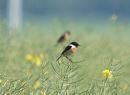 Click image for larger version. 

Name:	stonechat_P5096637.jpg 
Views:	223 
Size:	92.5 KB 
ID:	17319