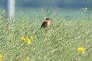 Click image for larger version. 

Name:	stonechat_P5096643.jpg 
Views:	219 
Size:	91.7 KB 
ID:	17320