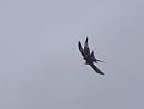 Click image for larger version. 

Name:	SH9524 -1105 15-Pair of Redkites.jpg 
Views:	228 
Size:	328.9 KB 
ID:	17355