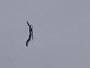 Click image for larger version. 

Name:	SH9531 -1105 15-Pair of Redkites.jpg 
Views:	214 
Size:	261.5 KB 
ID:	17356