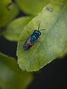 Click image for larger version. 

Name:	SH0216 -1105 29-Ruby-tailed wasp Jewel Wasp.jpg 
Views:	367 
Size:	375.5 KB 
ID:	17443