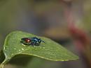 Click image for larger version. 

Name:	SH0192 -1105 29-Ruby-tailed Wasp.jpg 
Views:	738 
Size:	306.3 KB 
ID:	17444