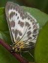 Click image for larger version. 

Name:	SH0462 -1105 30 -Small Magpie Moth Eurrhypara hortulata.jpg 
Views:	173 
Size:	355.2 KB 
ID:	17450