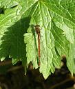 Click image for larger version. 

Name:	Large Red Damselfly TVB.JPG 
Views:	172 
Size:	375.2 KB 
ID:	17462