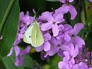 Click image for larger version. 

Name:	Large White Butterfly (poss. female) TVB.JPG 
Views:	167 
Size:	388.0 KB 
ID:	17463