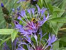Click image for larger version. 

Name:	Bumblebee on Centaurea  (poss. Pratorum) TVB.JPG 
Views:	173 
Size:	550.2 KB 
ID:	17464