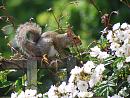 Click image for larger version. 

Name:	Grey Squirrel TVB.JPG 
Views:	217 
Size:	496.4 KB 
ID:	17465