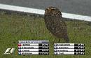 Click image for larger version. 

Name:	Interlagos Owl.jpg 
Views:	3243 
Size:	39.9 KB 
ID:	17545